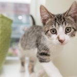 AdopteTonChat, le site pour adopter un chat : décryptage